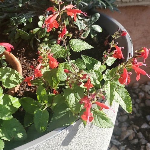 Photo of the plant species Blood Sage by @SmartAlmond14 named Muhammad Ali on Greg, the plant care app