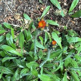 Photo of the plant species Orange Hawkweed by @ChicGasteria93 named Cleopatra on Greg, the plant care app