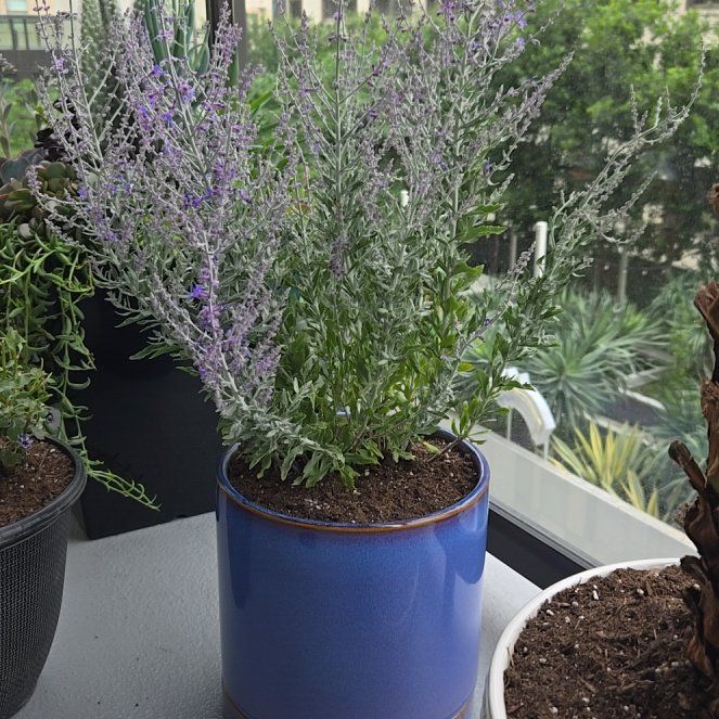 Photo of the plant species Russian Sage 'Crazyblue' by @MerryChervil88 named Doja Cat on Greg, the plant care app