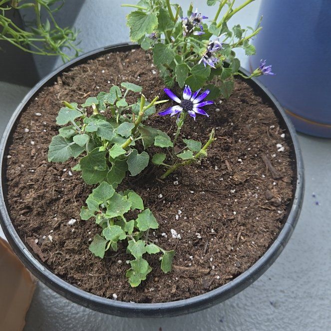 Photo of the plant species Cineraria by @MerryChervil88 named Pax on Greg, the plant care app