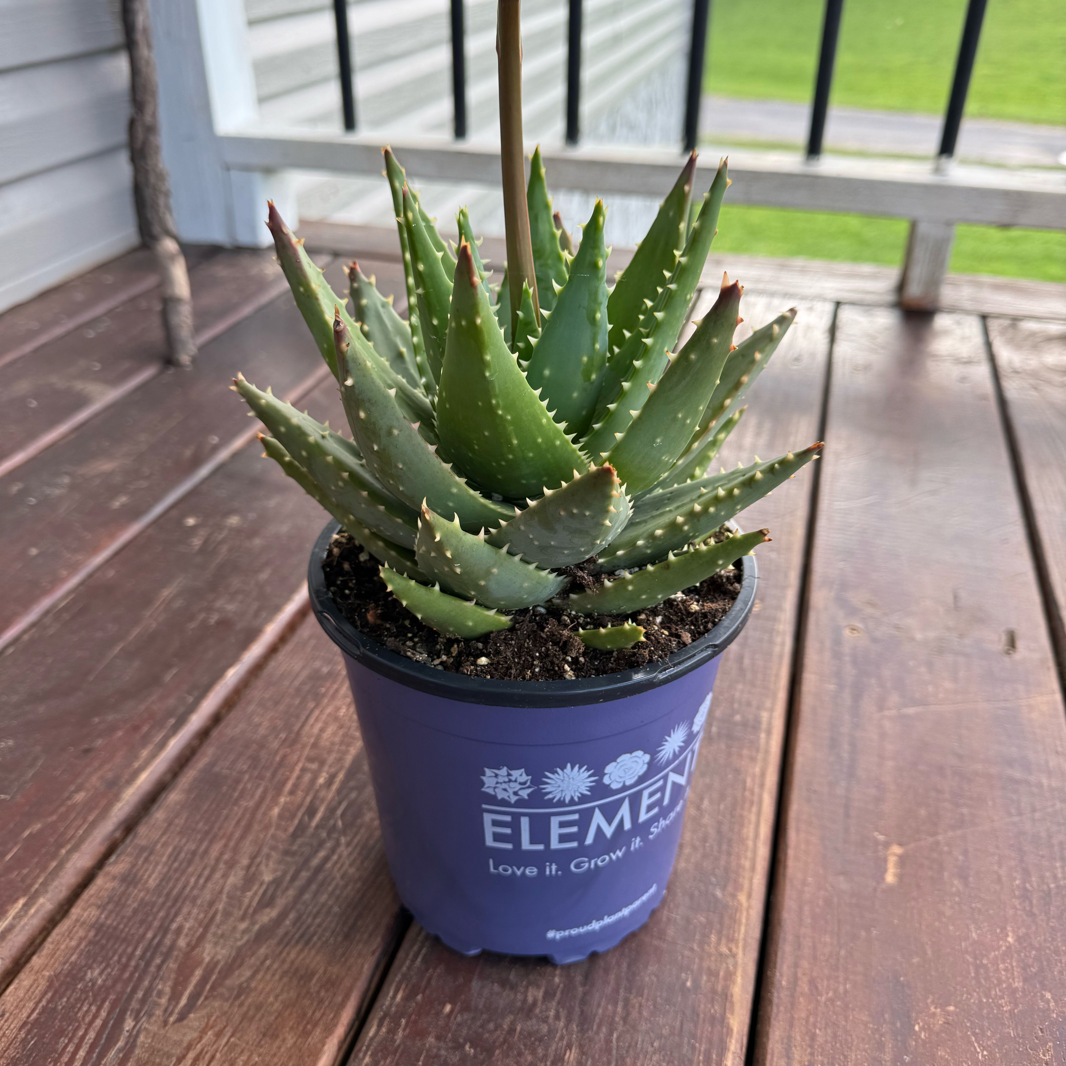 Photo of the plant species Aloe 'Velociraptor' by @StableChamisa10 named Homer on Greg, the plant care app