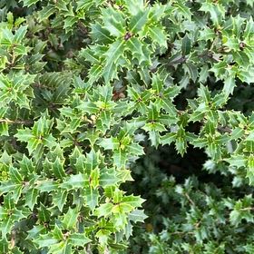 Photo of the plant species Kermes Oak by @IdolPinoak25 named Hemingway on Greg, the plant care app