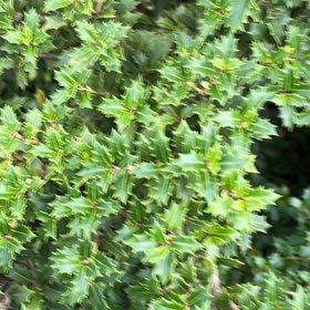 Photo of the plant species Kermes Oak by @IdolPinoak25 named Demi on Greg, the plant care app