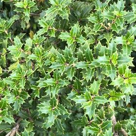 Photo of the plant species Kermes Oak by @IdolPinoak25 named Planty on Greg, the plant care app