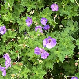 Photo of the plant species Woolly Geranium by @IdolPinoak25 named Osmo on Greg, the plant care app