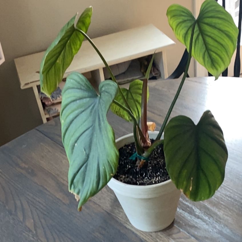 Photo of the plant species Silver Columbia Philodendron by @VipKaro52 named adena on Greg, the plant care app
