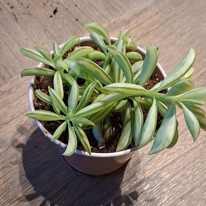 Photo of the plant species Peperomia axillaris by @LoyalCodiaeum32 named Demi on Greg, the plant care app