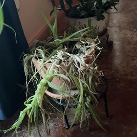 Photo of the plant species Aloe vera by @CrucialEndive13 named Curie on Greg, the plant care app