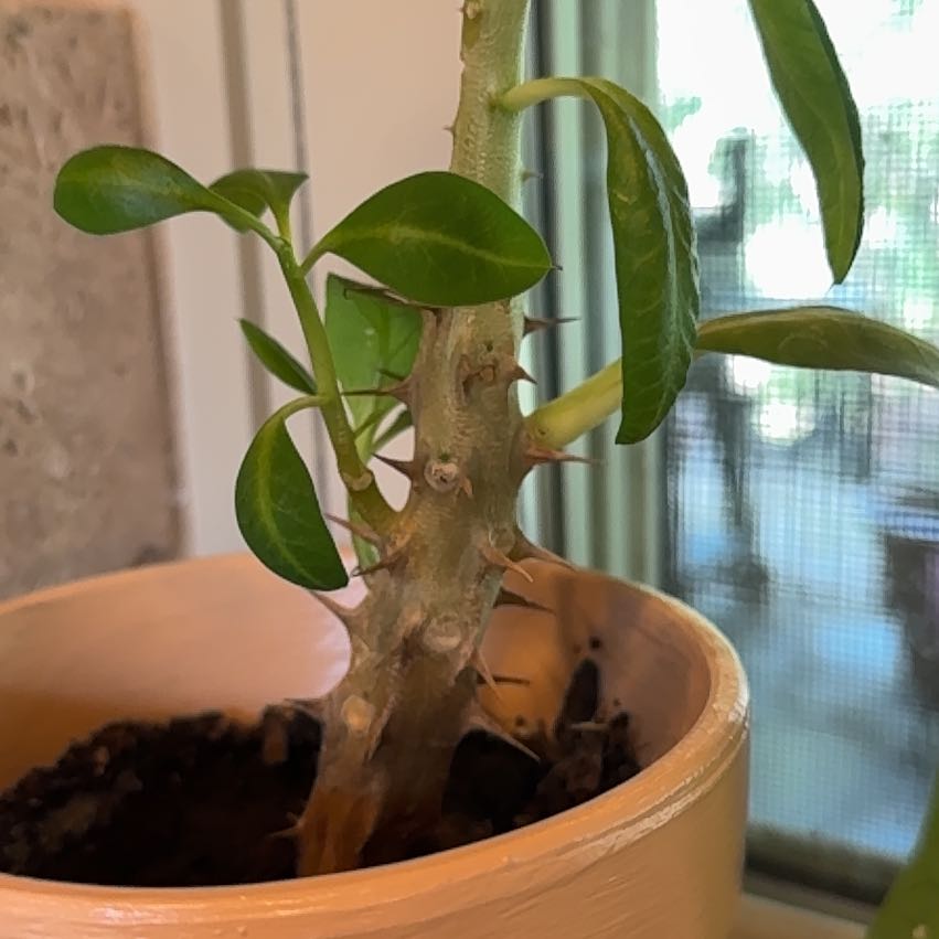 Photo of the plant species Crown of Thorns 'Thira' by @CrucialEndive13 named Bigleef Smalls on Greg, the plant care app