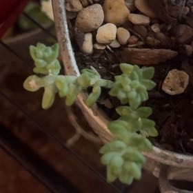 Photo of the plant species Sedum nuttallii by @CrucialEndive13 named Bieber on Greg, the plant care app