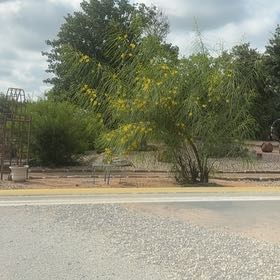 Photo of the plant species Western Honey Mesquite by @CrucialEndive13 named Zeus on Greg, the plant care app