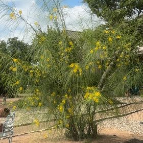 Photo of the plant species Palo Verde by @CrucialEndive13 named Nithin on Greg, the plant care app