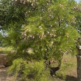 Photo of the plant species Desert Willow by @CrucialEndive13 named Diana on Greg, the plant care app