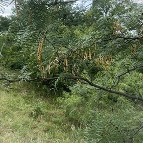 Photo of the plant species Western Honey Mesquite by @CrucialEndive13 named Fernie Saunders on Greg, the plant care app