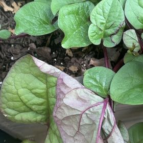 Photo of the plant species Malabar Spinach by @CrucialEndive13 named Surya on Greg, the plant care app