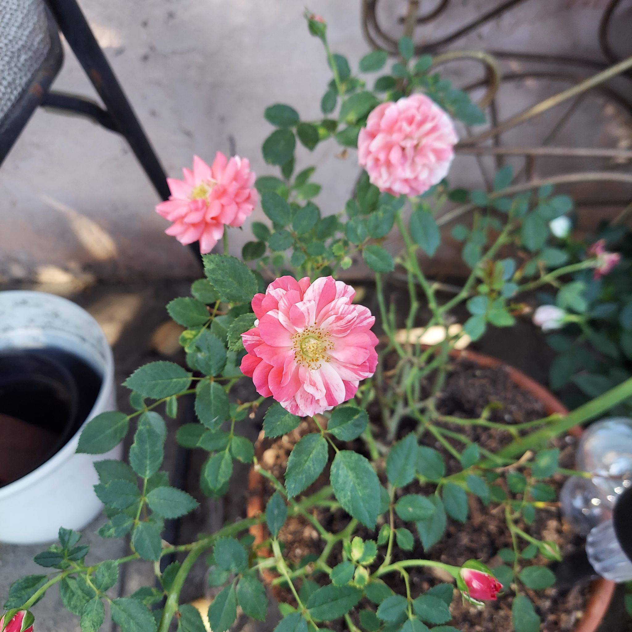 Photo of the plant species Rose by @Ashiplier87 named Bob on Greg, the plant care app