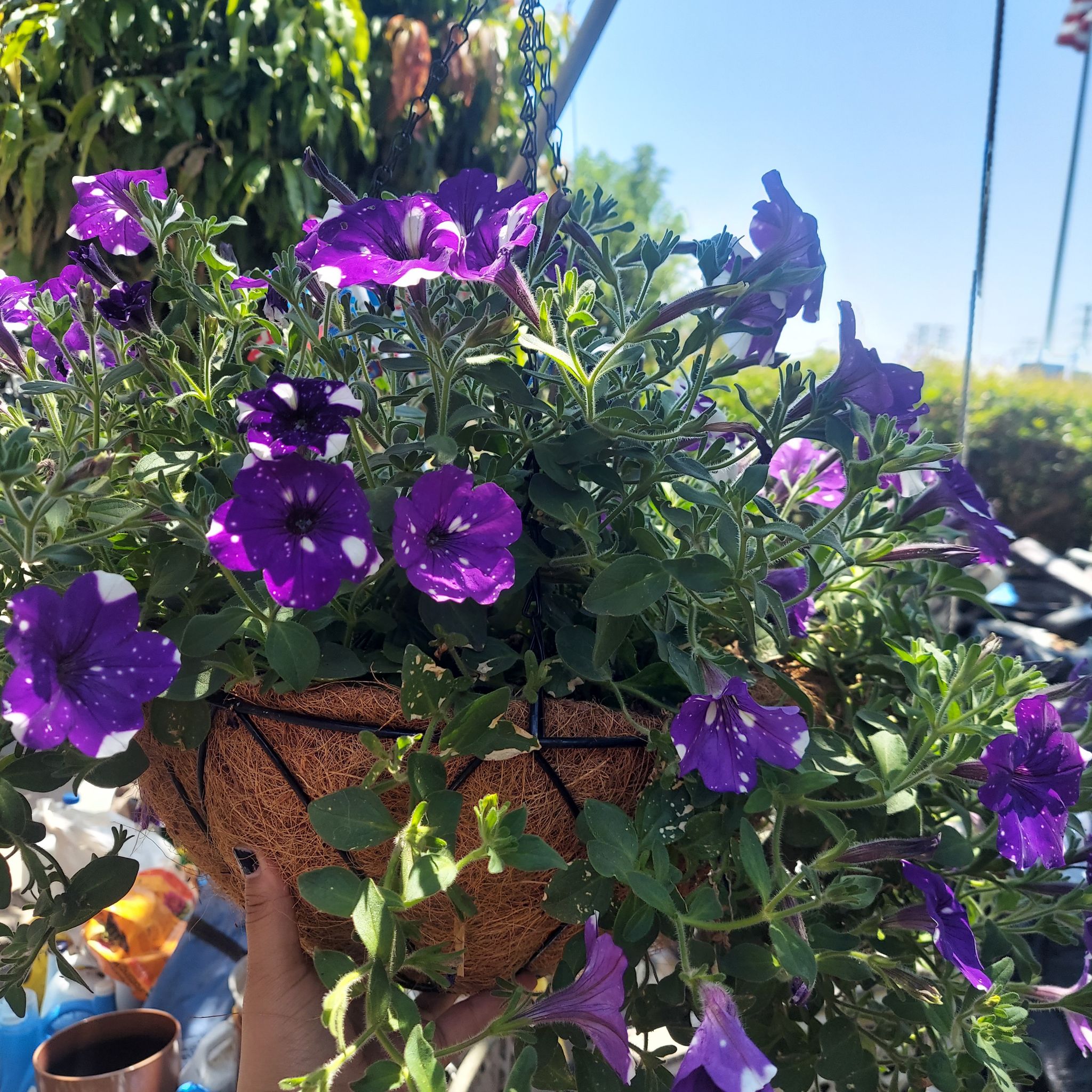 Photo of the plant species Night Sky Petunia by @Ashiplier87 named Bobby Jr. on Greg, the plant care app