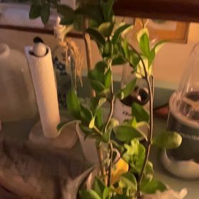 Photo of the plant species Jasmine by @AnewAgave8 named Hemingway on Greg, the plant care app