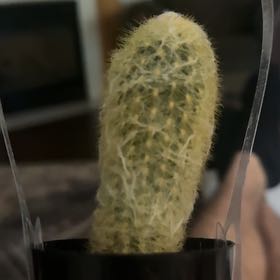 Photo of the plant species Espostoa lanata subsp. huanucoensis by @AliveJoshuatree named Bob on Greg, the plant care app