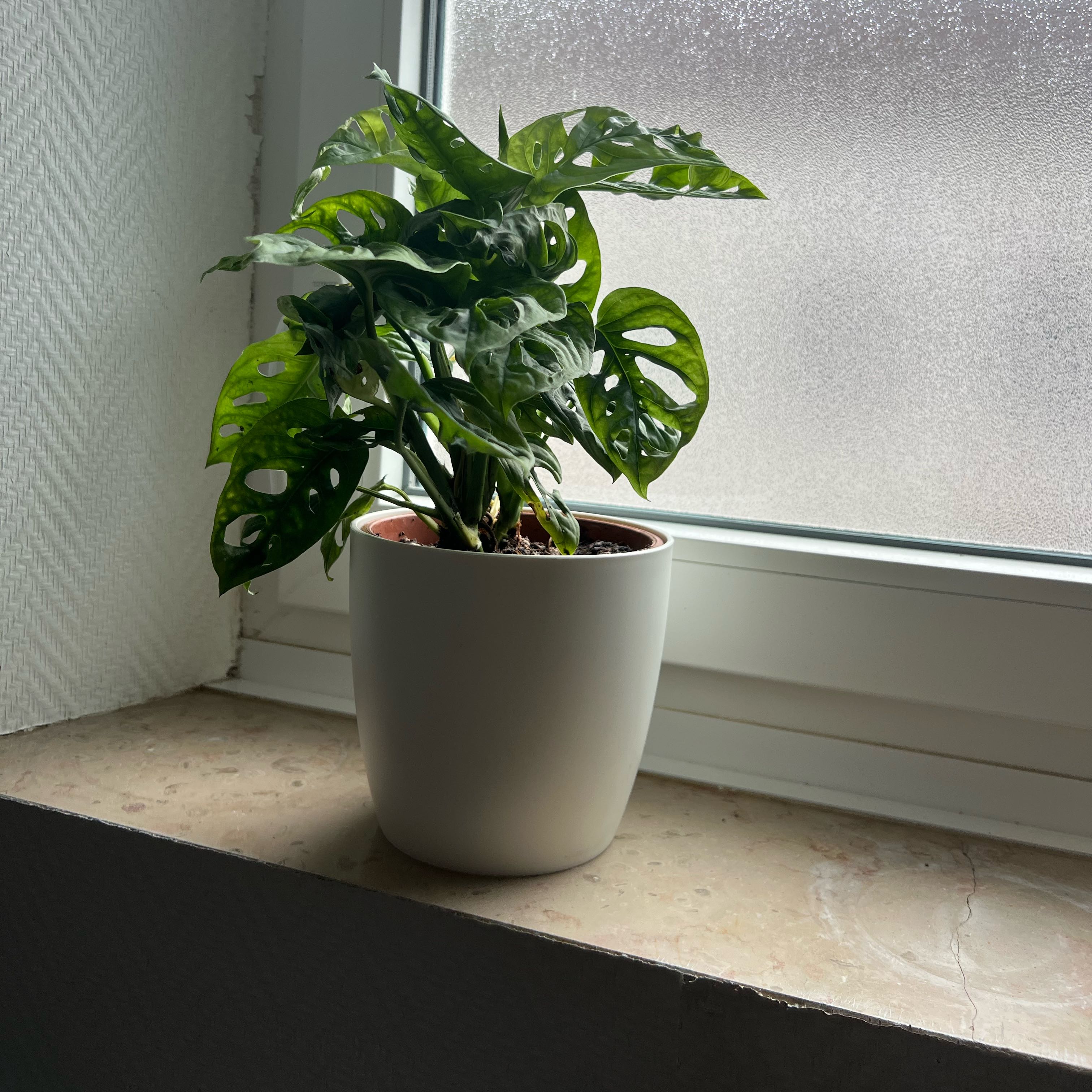 Photo of the plant species Monstera monkey leaf by @OodlesKawaka84 named Dolores on Greg, the plant care app