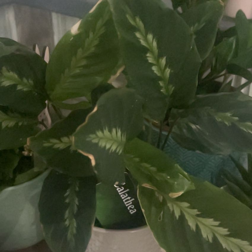 Photo of the plant species Zebra Calethea by @PrizeAgarito25 named Peter Parker on Greg, the plant care app