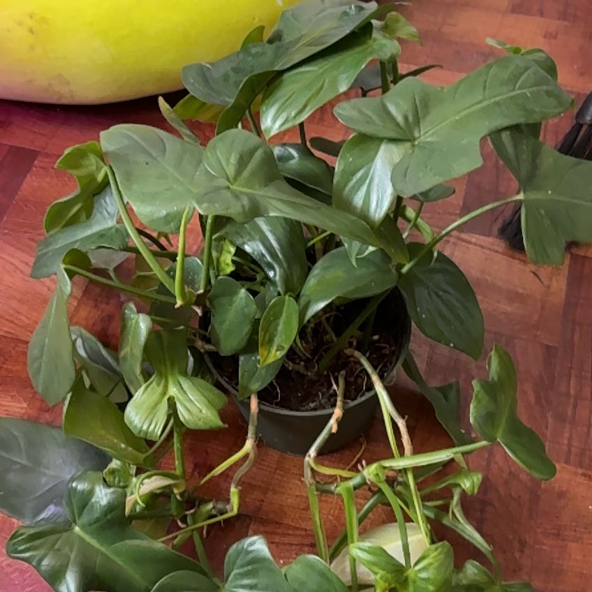 Photo of the plant species Philodendron panduriforme by @ObservantAlbo66 named Homer on Greg, the plant care app