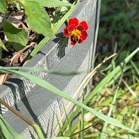 Photo of the plant species Wandflower by @ProudAvocado40 named Taylor Swift on Greg, the plant care app