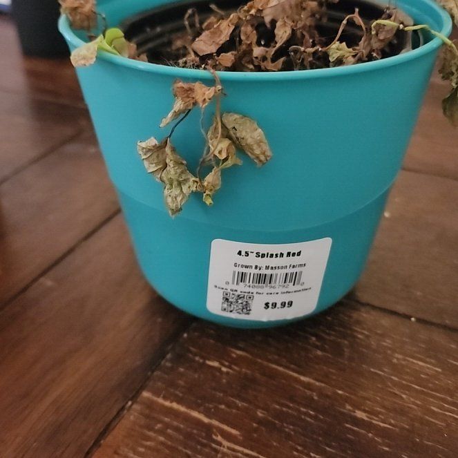Photo of the plant species Red Splash Plant by @GeniusMastic named Red splash on Greg, the plant care app
