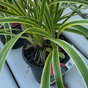 Photo of the plant species Lilyturf by @HipFlatpea21 named Mollie on Greg, the plant care app