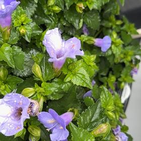 Photo of the plant species Torenia 'Summer Wave Blue' by @RightlySeaaster named Anne on Greg, the plant care app