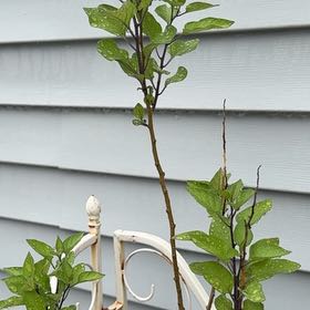 Photo of the plant species Potato Vine by @RightlySeaaster named Tupot amaroot on Greg, the plant care app