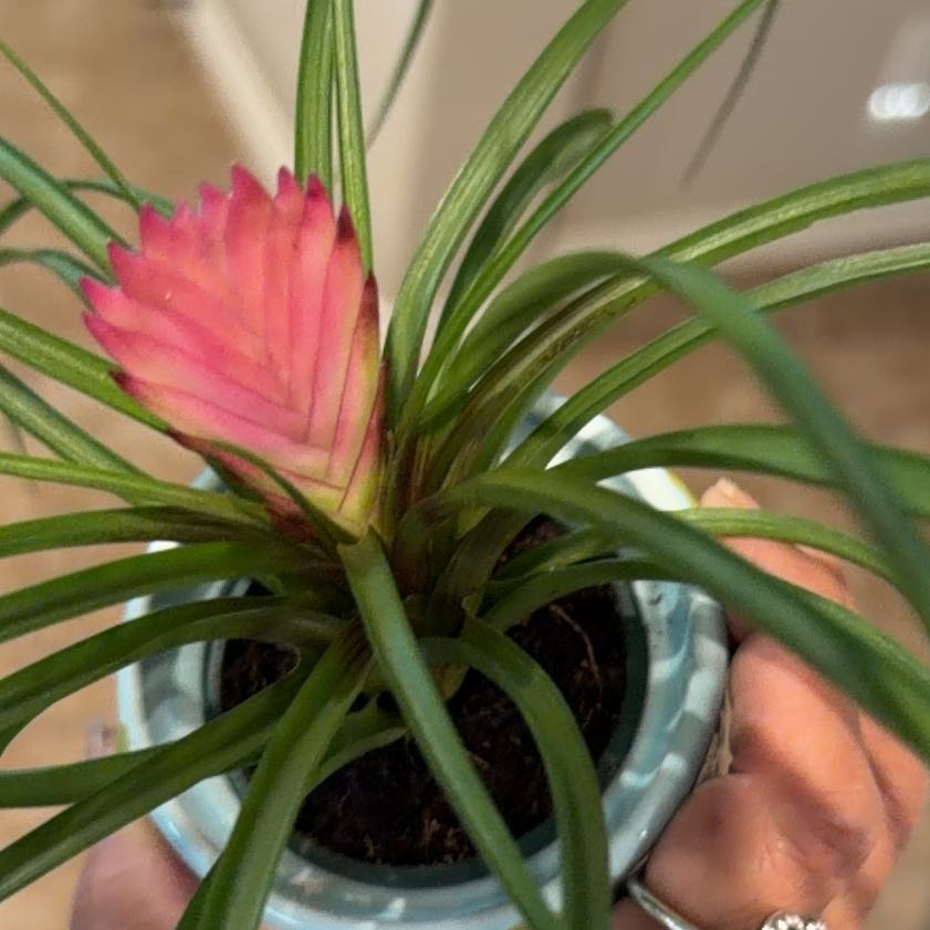 Photo of the plant species Pink Quill by @Cutting9 named Nemo on Greg, the plant care app
