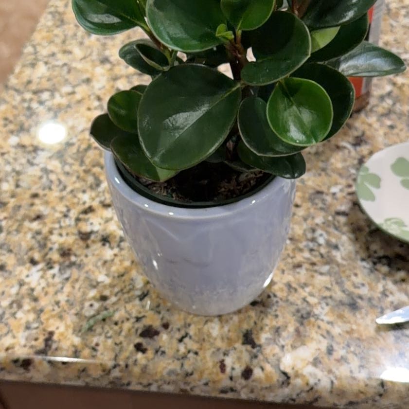 Photo of the plant species Peperomia Thailand by @Cutting9 named Shakira on Greg, the plant care app