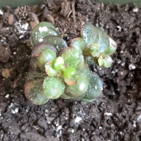 Photo of the plant species Spreading Stonecrop by @GoodyMahoe46 named Rosa on Greg, the plant care app