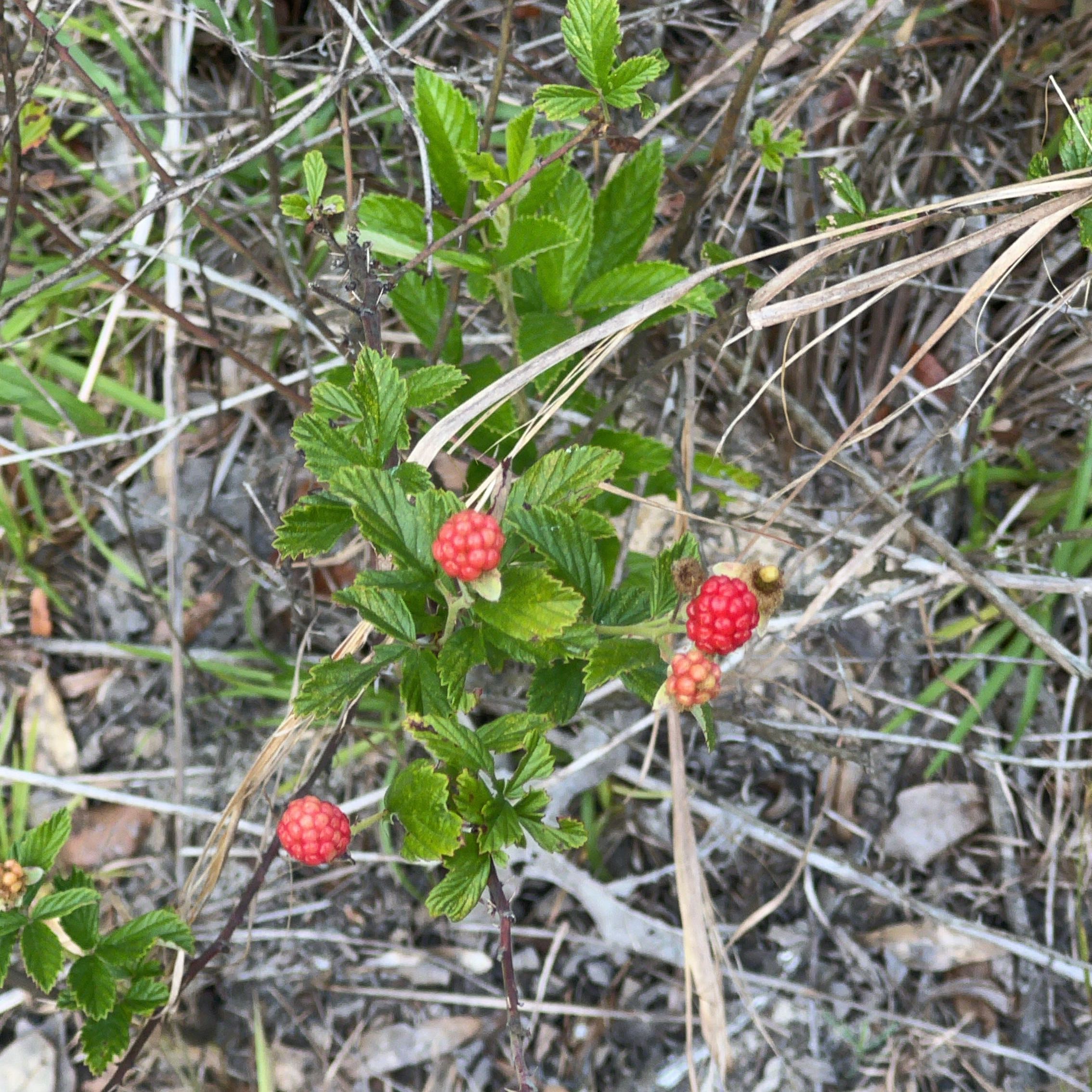 Photo of the plant species Sand Blackberry by @SubstantMiro94 named Rainier on Greg, the plant care app
