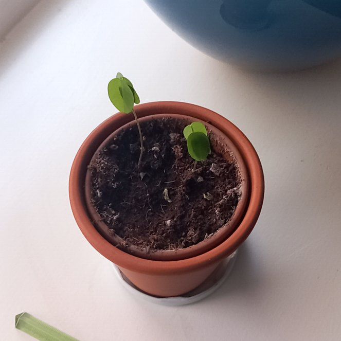 Photo of the plant species Dancing Plant by @SilveryFord84 named Darwin on Greg, the plant care app