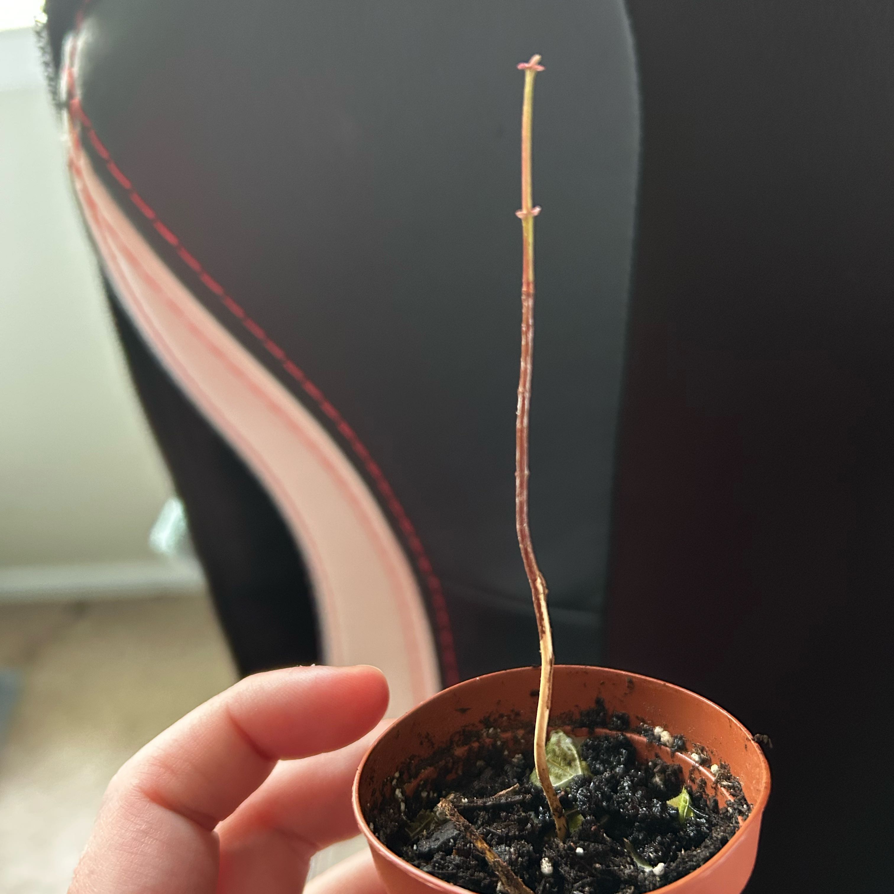 Photo of the plant species Bonsai by @RealSalal47 named Lil Alby on Greg, the plant care app