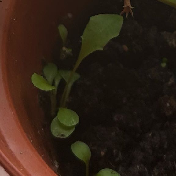 Photo of the plant species Dandelion by @RealSalal47 named The Fuzz on Greg, the plant care app