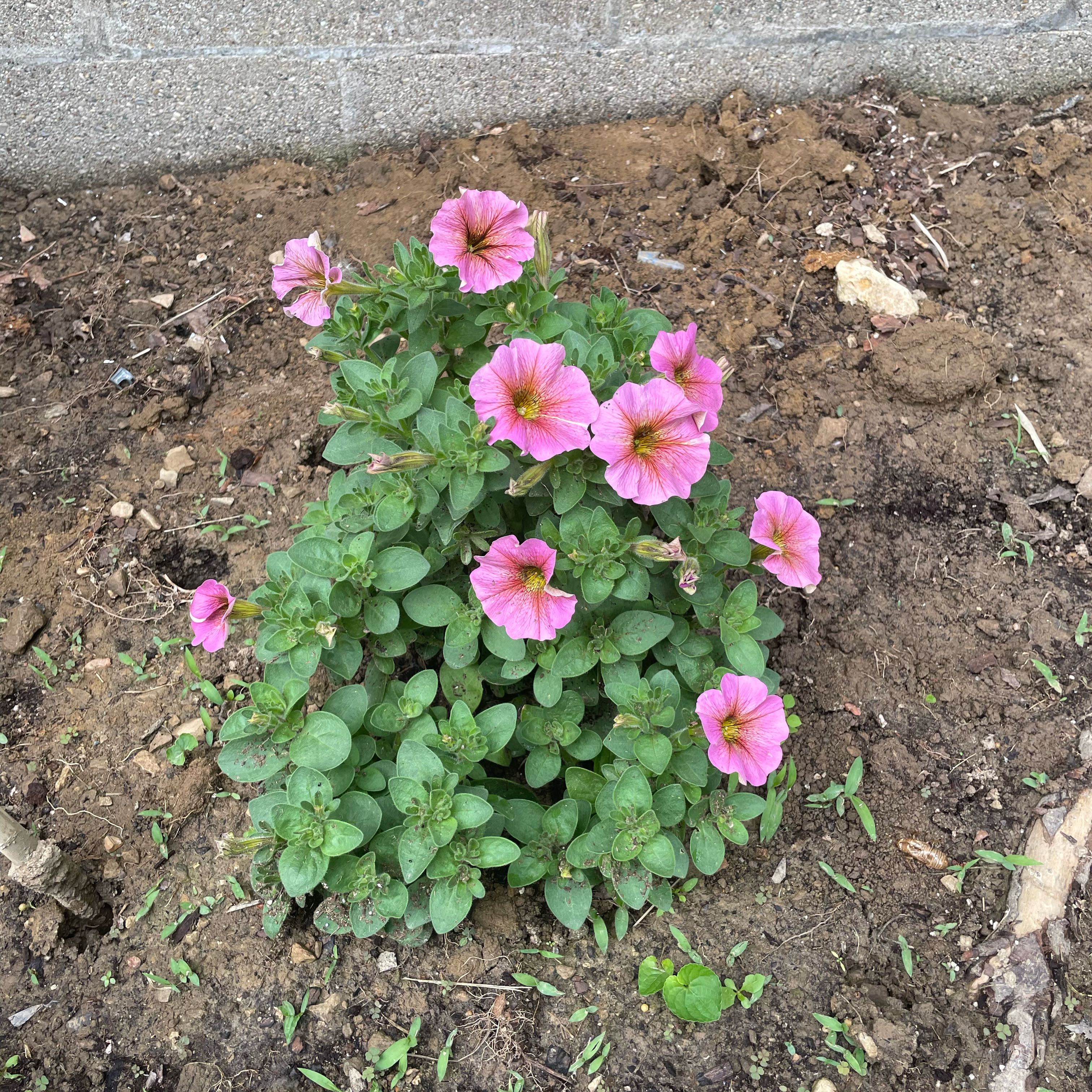 Photo of the plant species Petunia 'Pink' by @KinglyTamarind named Cleopatra on Greg, the plant care app