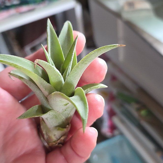 Photo of the plant species Tillandsia Capitita 'Peach' by @TopMyagrum72 named Clooney on Greg, the plant care app