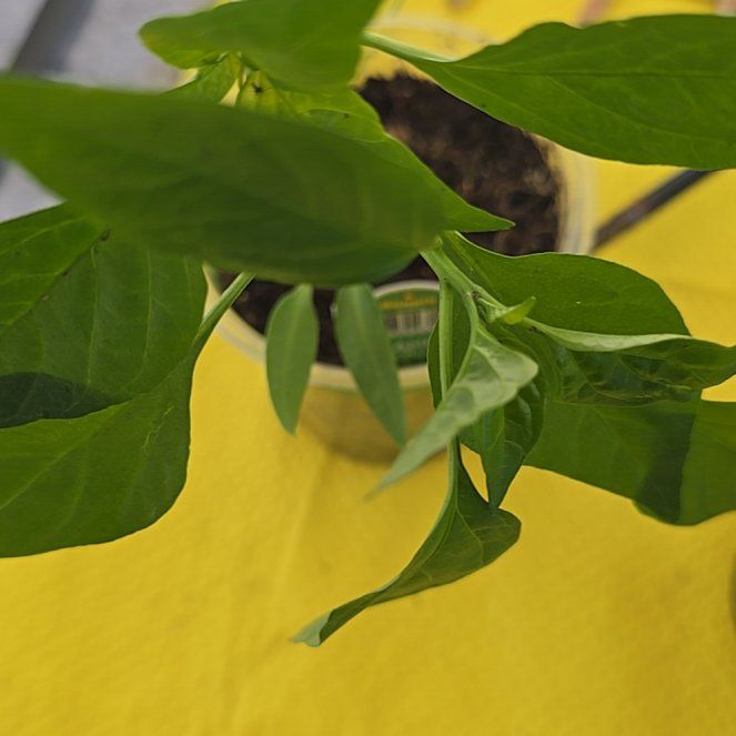 Photo of the plant species Anaheim Pepper by @dthby1000plants named Sir Plancelot on Greg, the plant care app