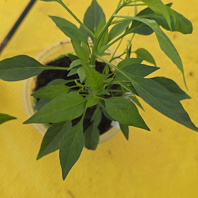 Photo of the plant species Thai Pepper by @dthby1000plants named Fernie Mac on Greg, the plant care app