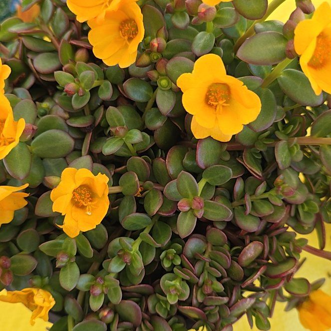 Photo of the plant species Portulaca oleracea 'Mega Pazzaz' by @dthby1000plants named Drake on Greg, the plant care app