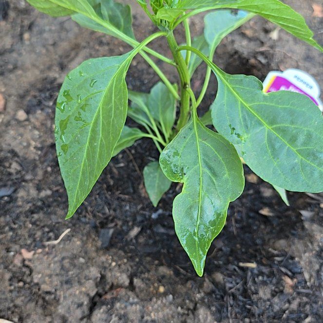 Photo of the plant species Jalapeno Gigante Pepper by @dthby1000plants named Keanu Leaves on Greg, the plant care app