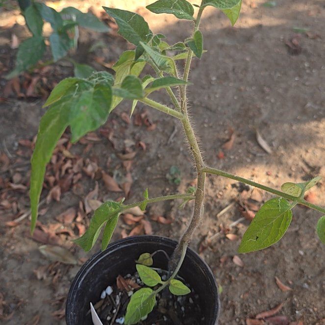 Photo of the plant species Tomato 'Yellow Perfection' by @dthby1000plants named Morgan Treeman on Greg, the plant care app