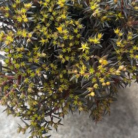 Photo of the plant species Devil's Spineflower by @StrongDutchiris named Miley on Greg, the plant care app