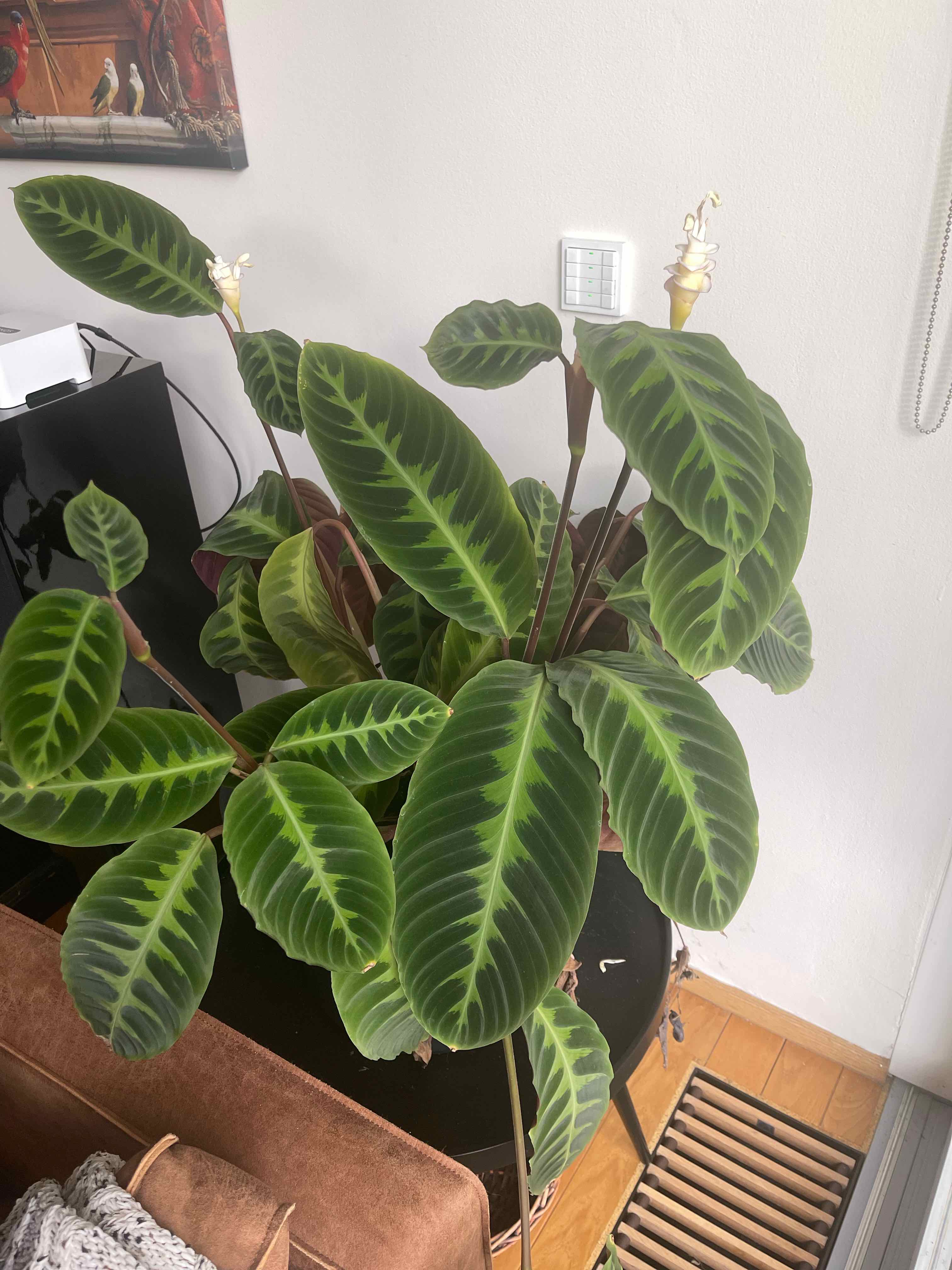 Rose Calathea plant photo by @princesspraha named Whisper on Greg, the plant care app.