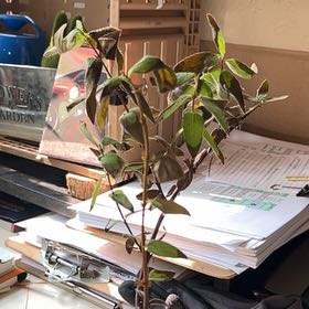 Photo of the plant species Indigo Gem Honeyberry by @SassyGrass83 named Surya on Greg, the plant care app