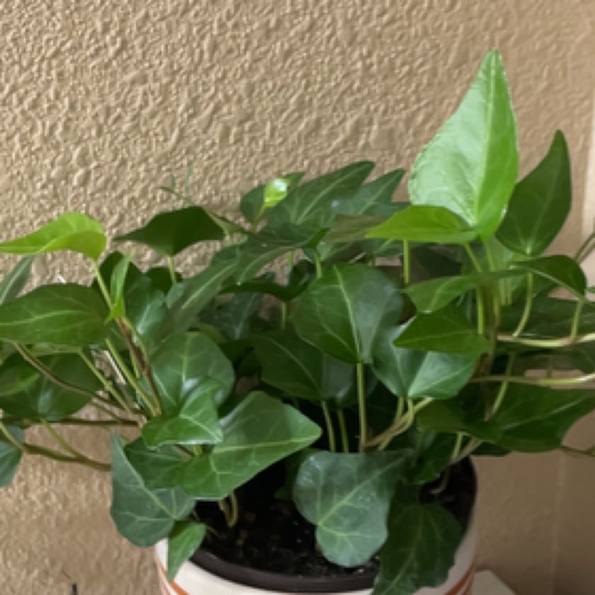 Photo of the plant species Royal Hustler Ivy by @VividWharangi95 named Aria on Greg, the plant care app