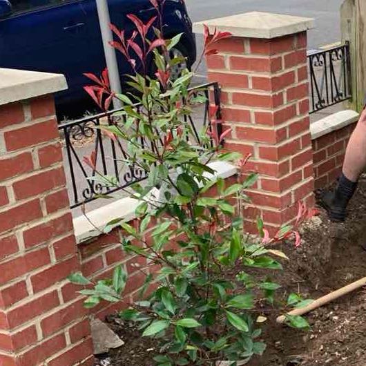 Photo of the plant species Fraser's Photinia by @ZanyLovage28 named Austen on Greg, the plant care app